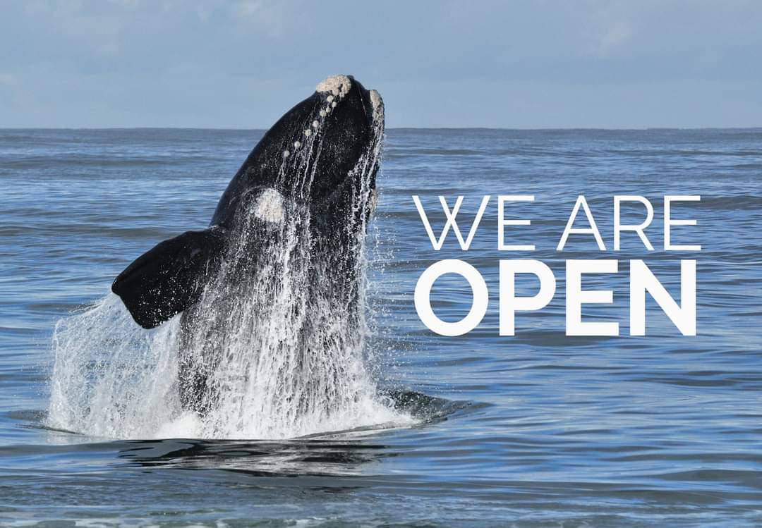 Whale watching season in Hermanus, South Africa is OPEN